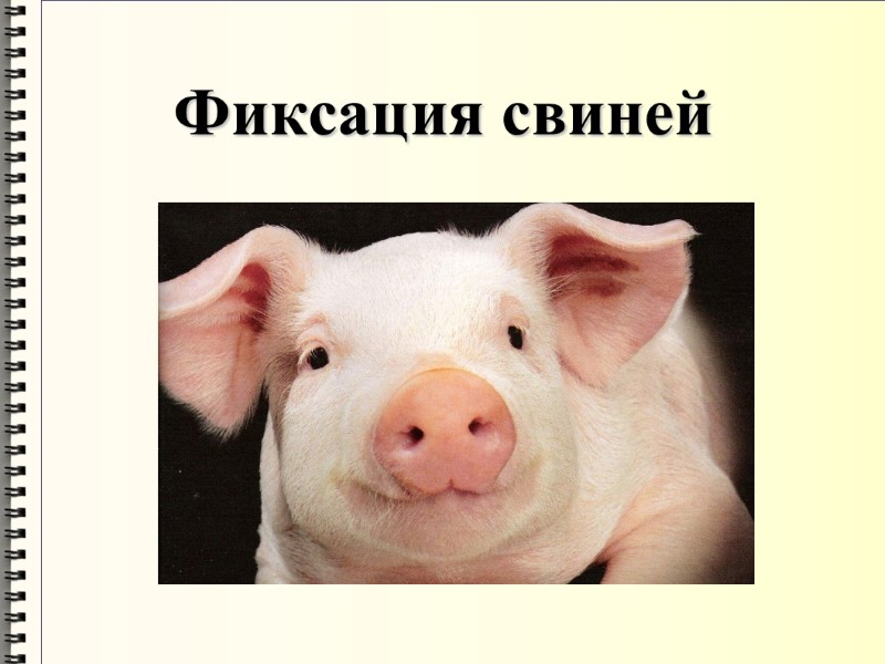 Фиксация свиней